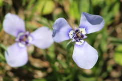 Herbertia lahue