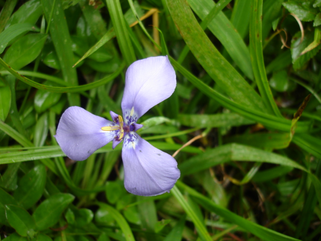 Herbertia lahue