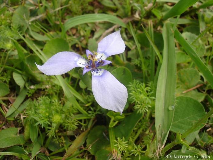 Herbertia lahue