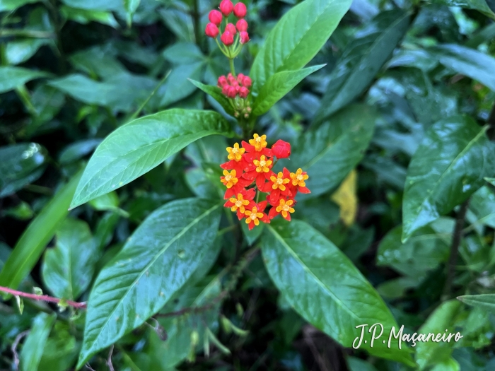 Asclepias curassavica
