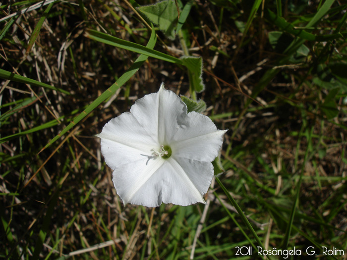 Convolvulus hermanniae
