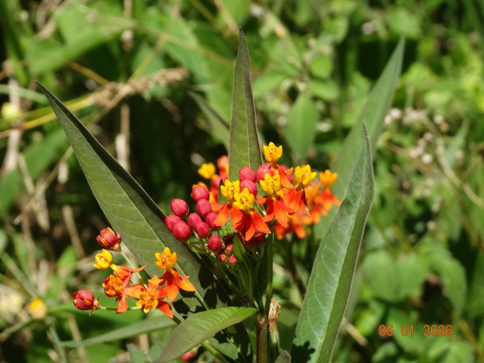 Asclepias curassavica
