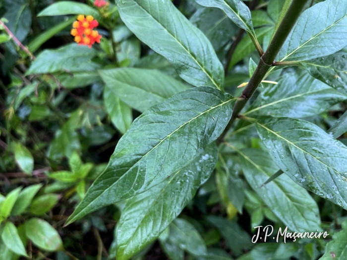 Asclepias curassavica