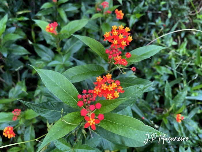 Asclepias curassavica