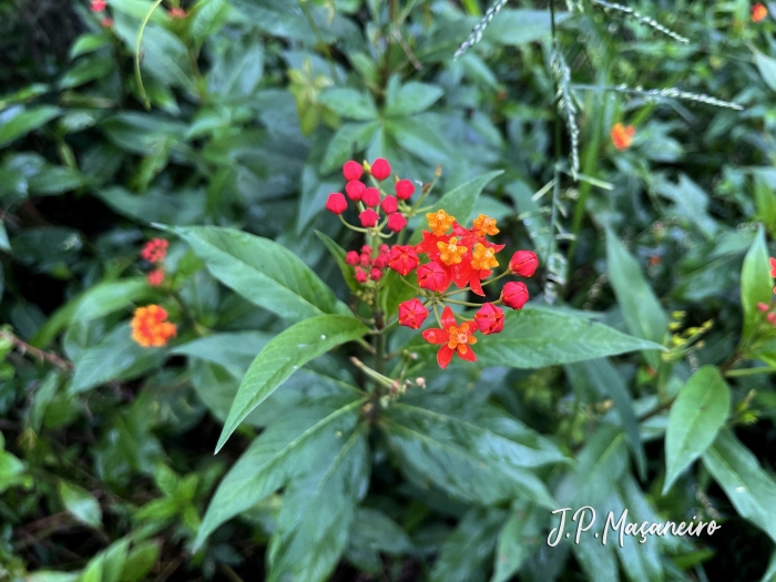 Asclepias curassavica