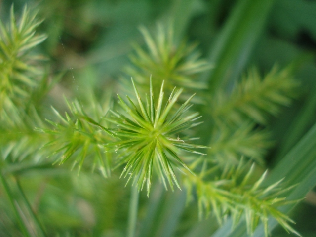 Cyperus meyenianus