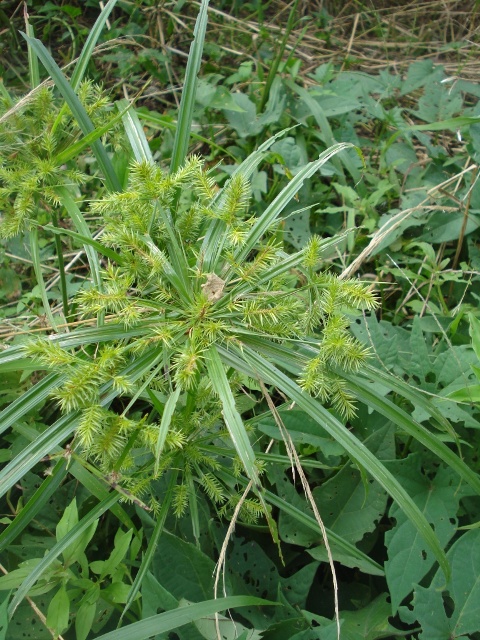 Cyperus meyenianus