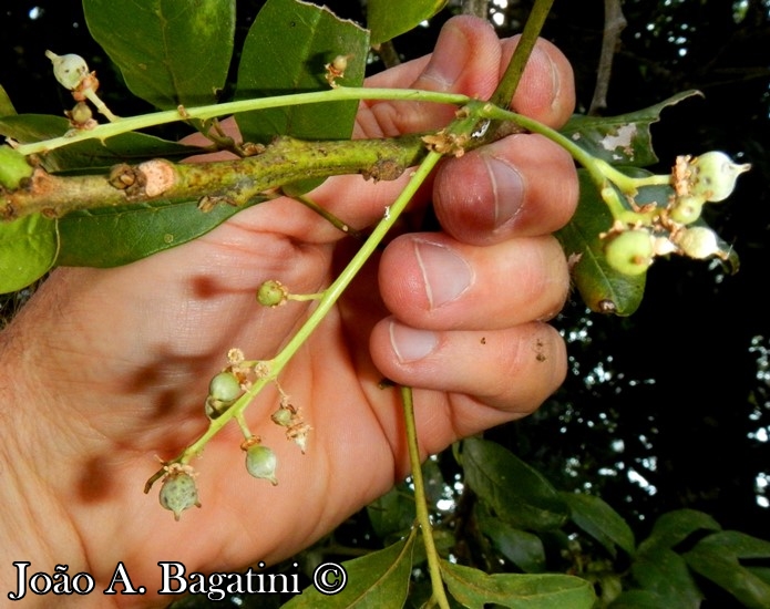 Matayba elaeagnoides