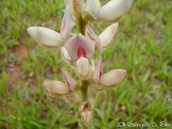 Lupinus lanatus