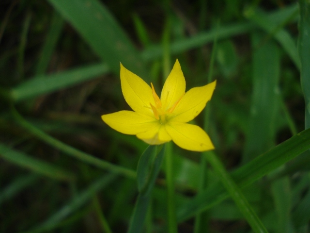 Sisyrinchium vaginatum