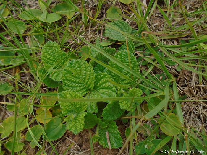 Peltodon longipes