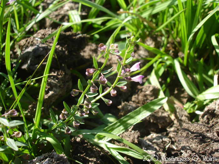 Scutellaria racemosa