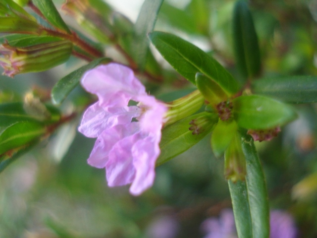 Cuphea gracilis