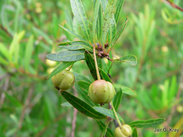 Sebastiania schottiana