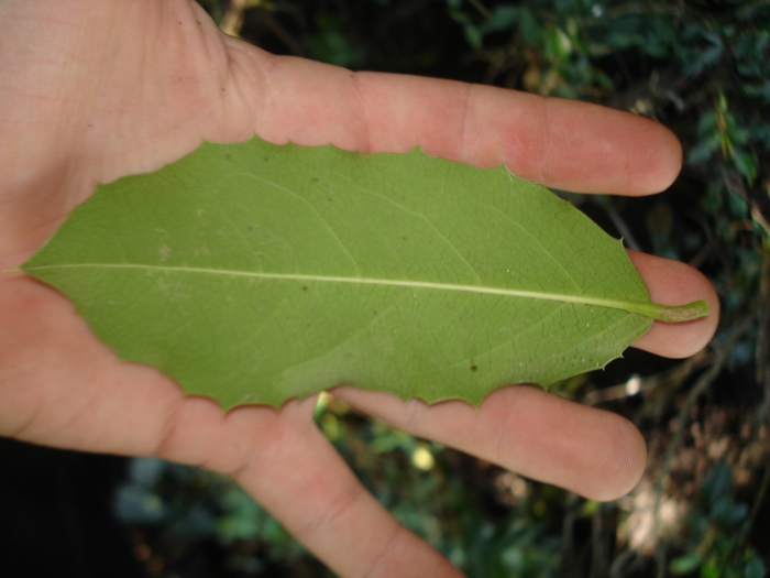 Citronella gongonha