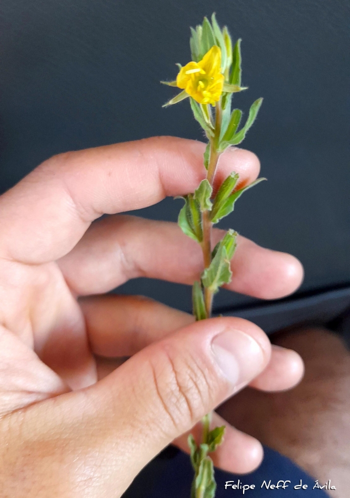 Oenothera indecora