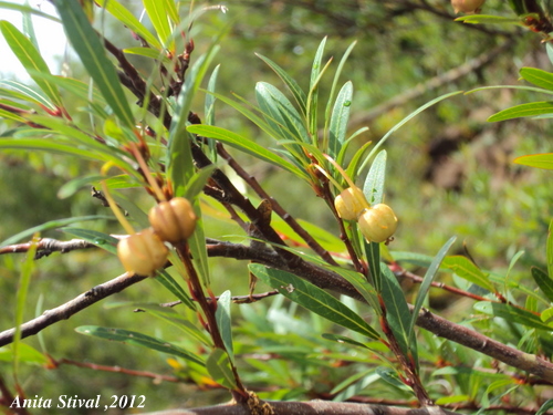 Sebastiania schottiana