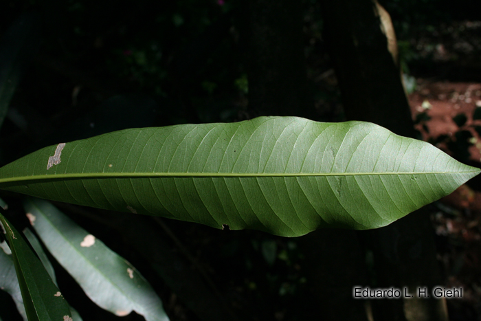 Chrysophyllum gonocarpum