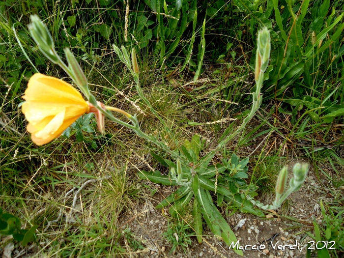 Oenothera ravenii