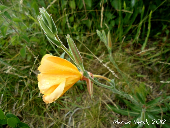 Oenothera ravenii