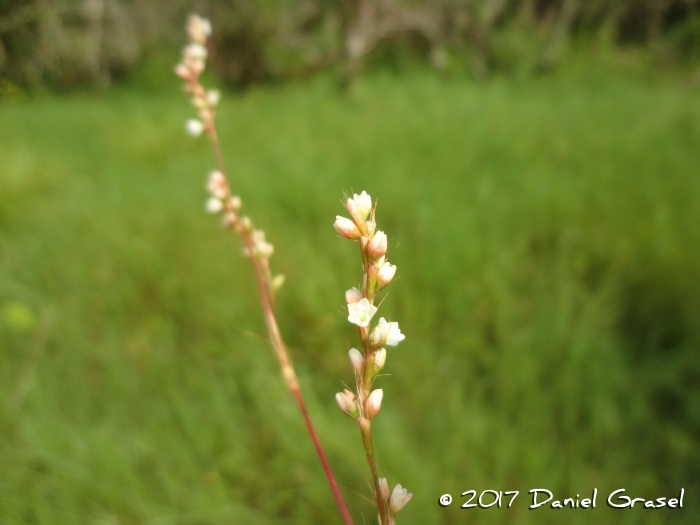 Polygonum hydropiperoides