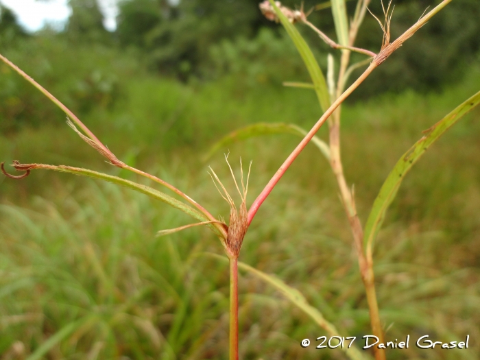 Polygonum hydropiperoides