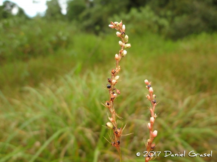 Polygonum hydropiperoides