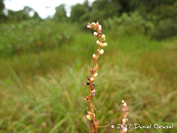 Polygonum hydropiperoides