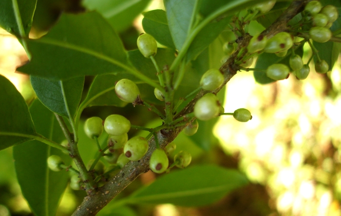 Ilex brevicuspis