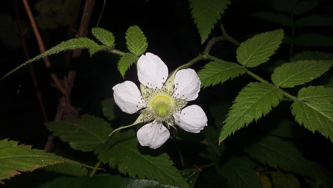 Rubus rosifolius