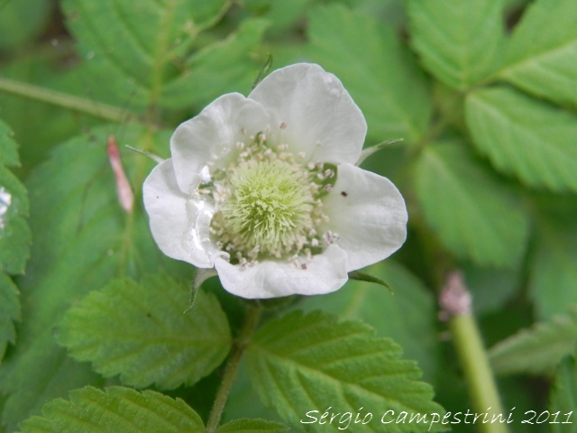 Rubus rosifolius