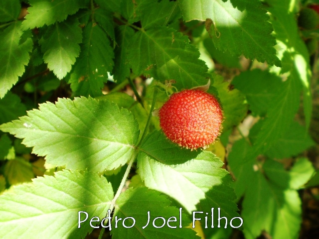 Rubus rosifolius