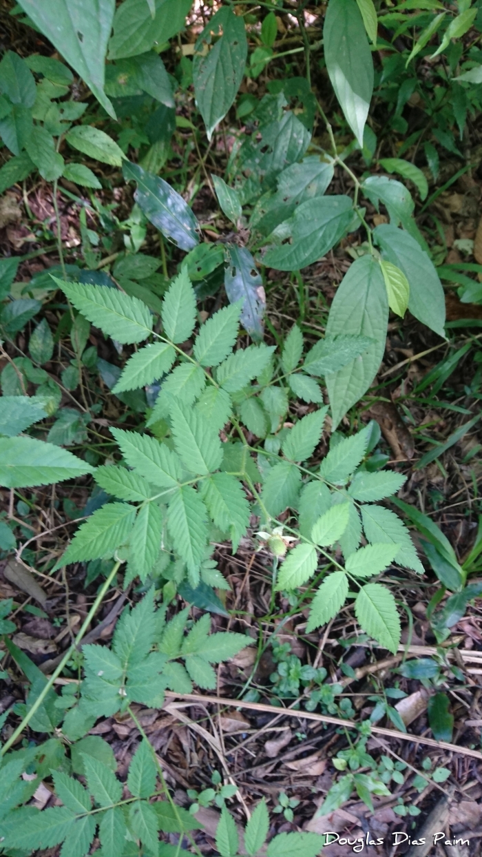 Rubus rosifolius