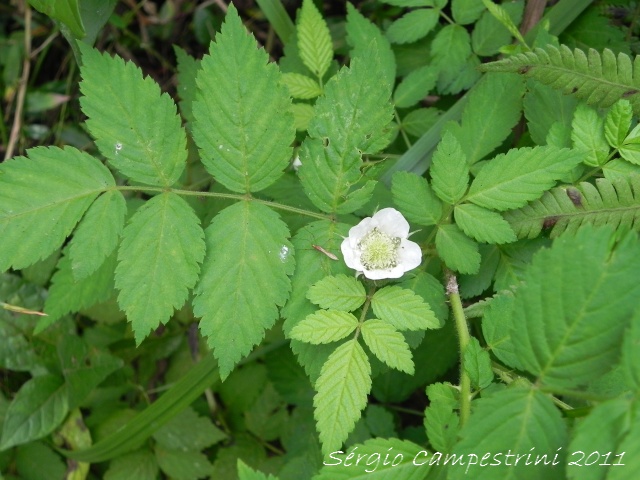 Rubus rosifolius