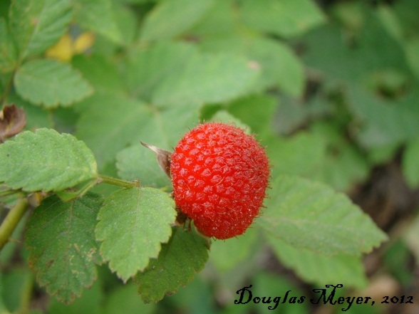 Rubus rosifolius