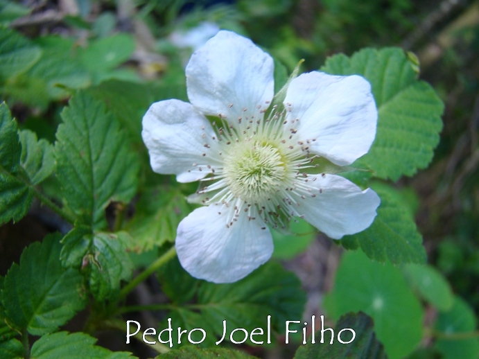 Rubus rosifolius