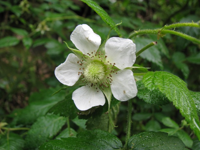 Rubus rosifolius