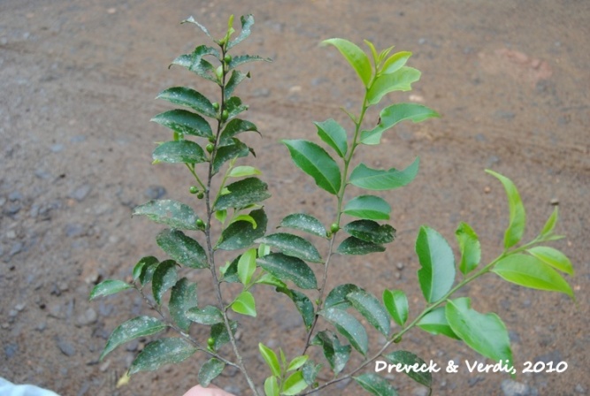 Ilex brevicuspis