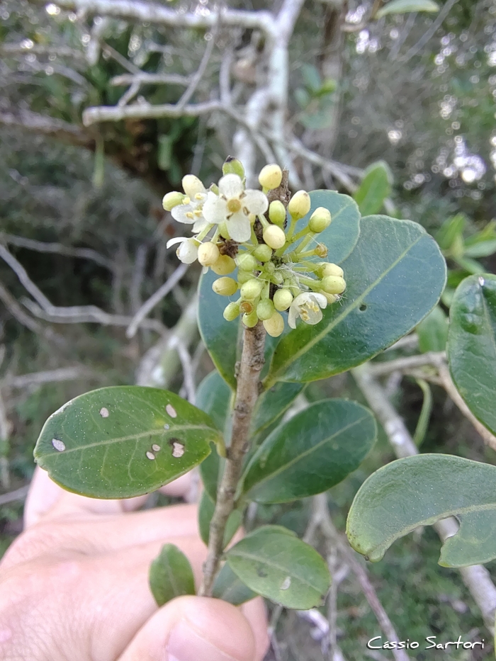 Ilex brevicuspis