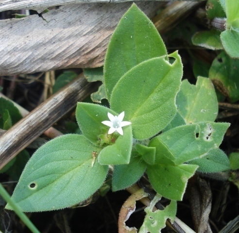 Richardia brasiliensis