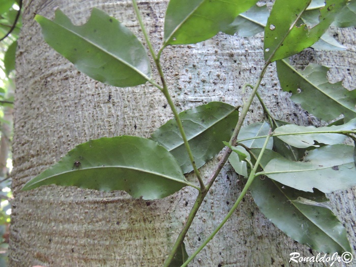 Ilex brevicuspis