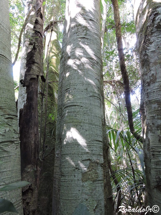 Ilex brevicuspis