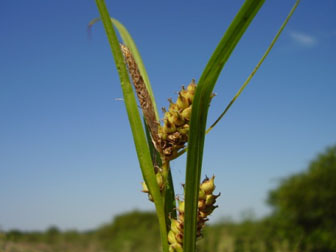 Carex tweediana