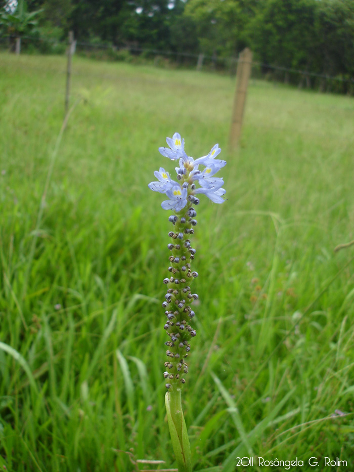 Pontederia cordata