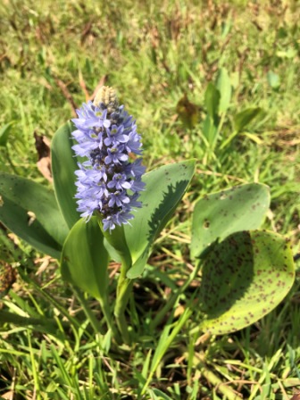 Pontederia cordata