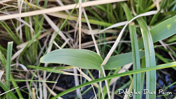 Pontederia cordata