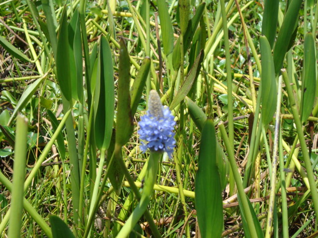 Pontederia cordata