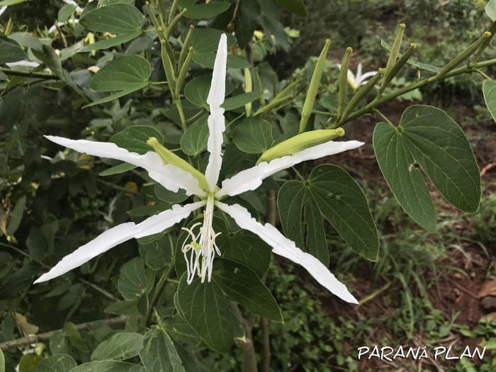 Bauhinia forficata