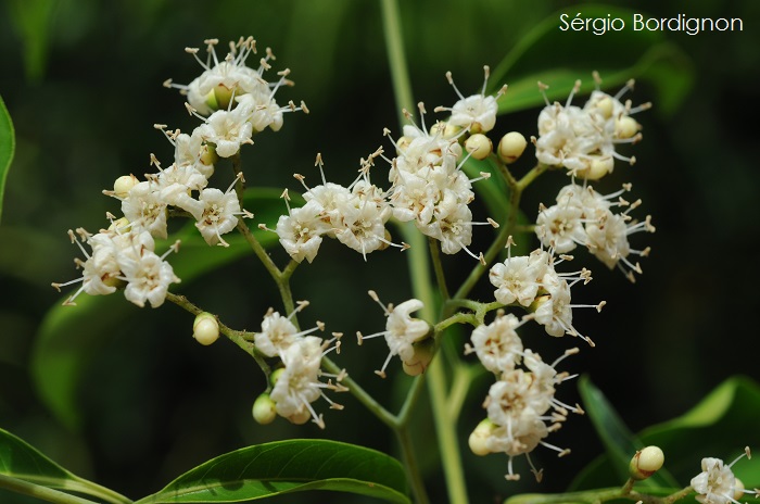 Cordia ecalyculata