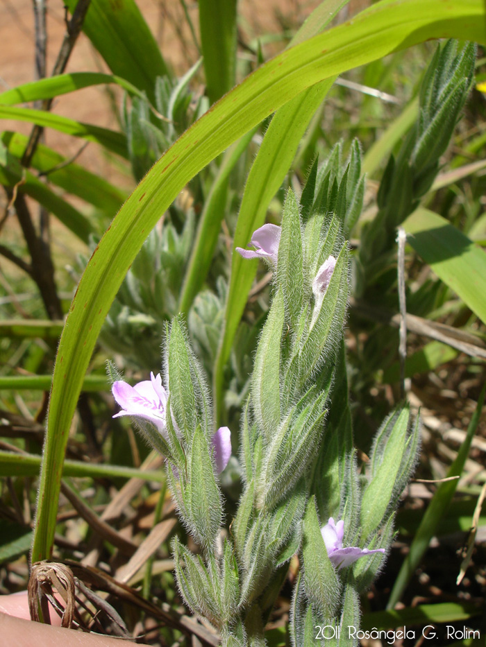 Justicia axillaris